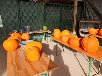 Mehrere orangefarbene Kürbisse auf Holztischen im Freien für eine Gemeindeveranstaltung.